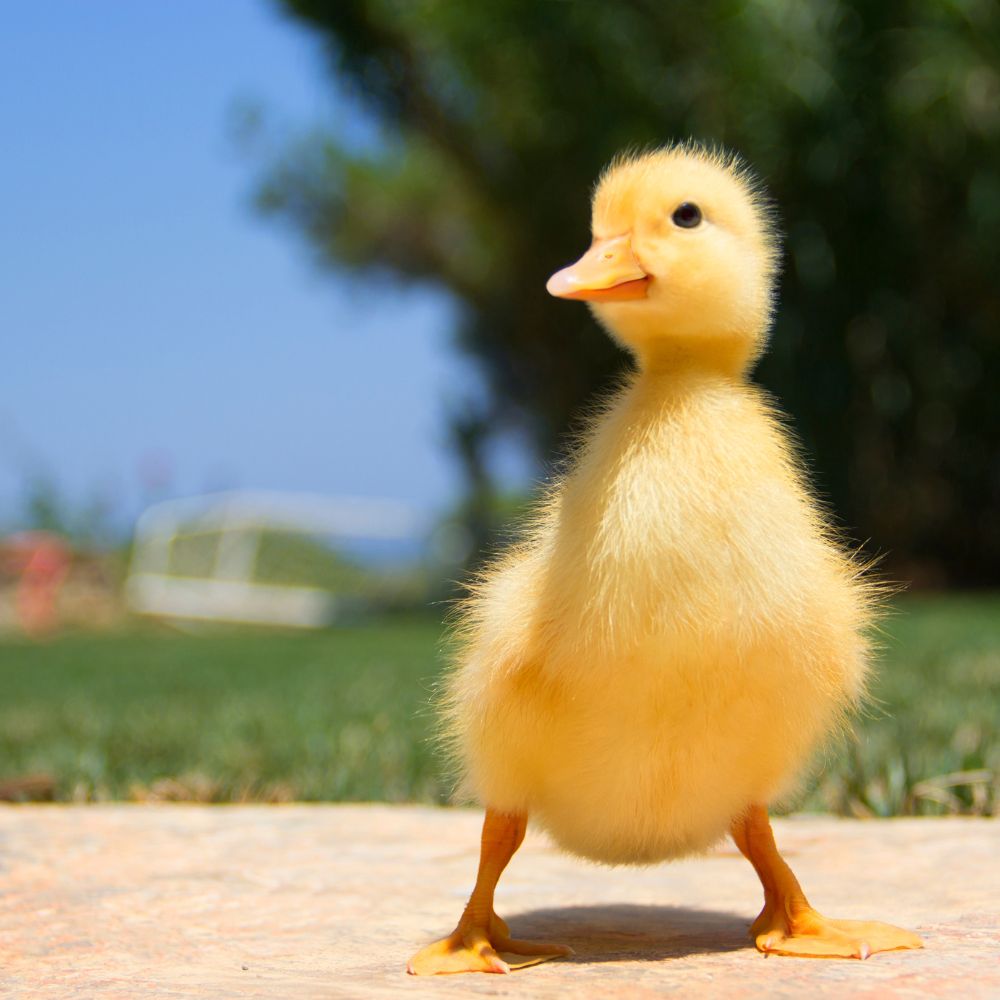 baby ducks
