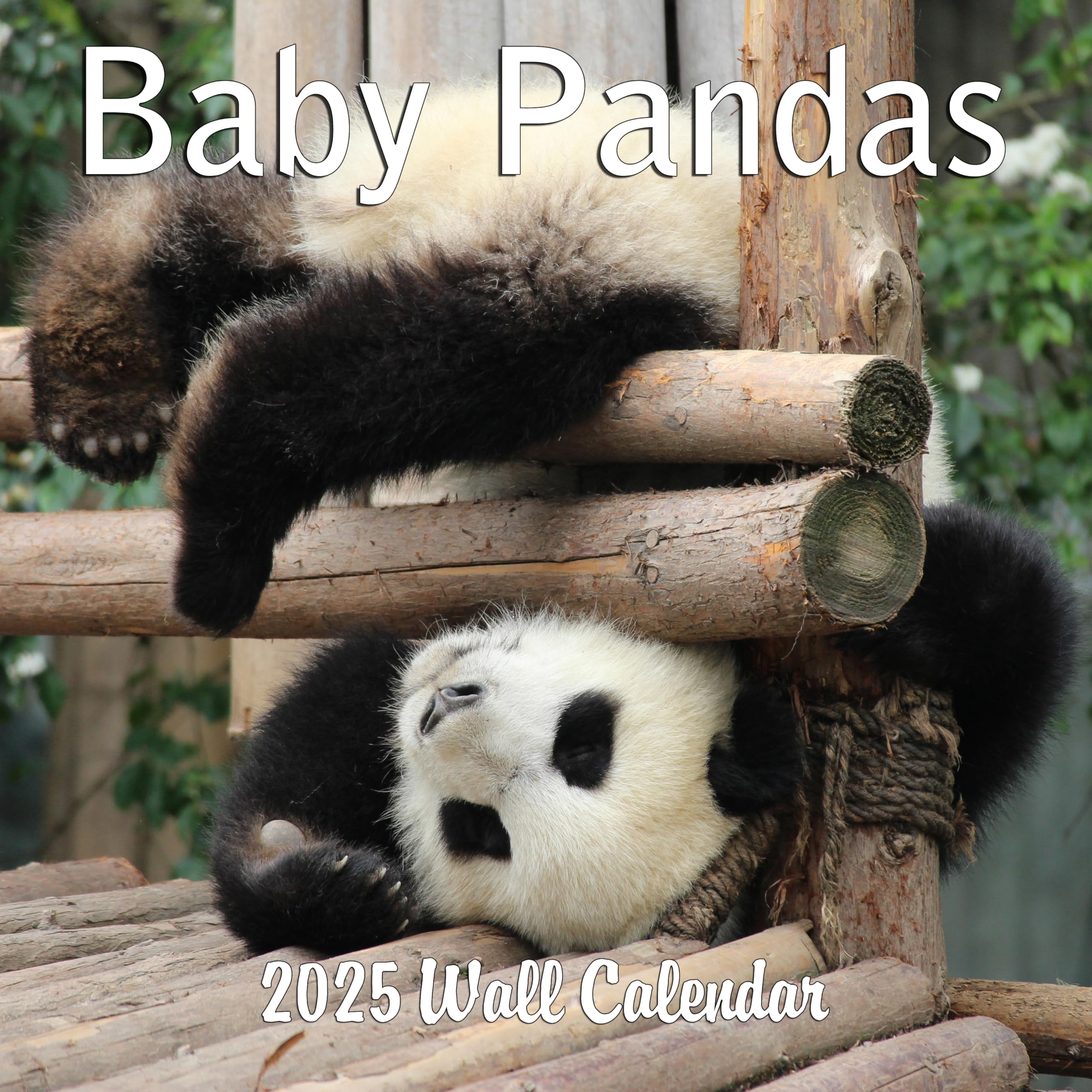 baby panda cliparts 2024