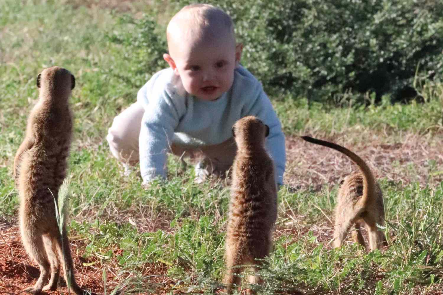 baby safaris