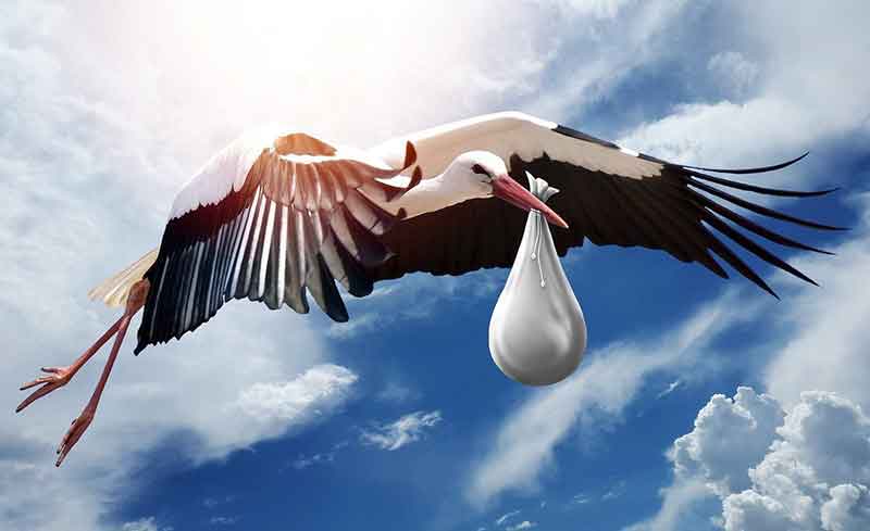 baby stork pictures