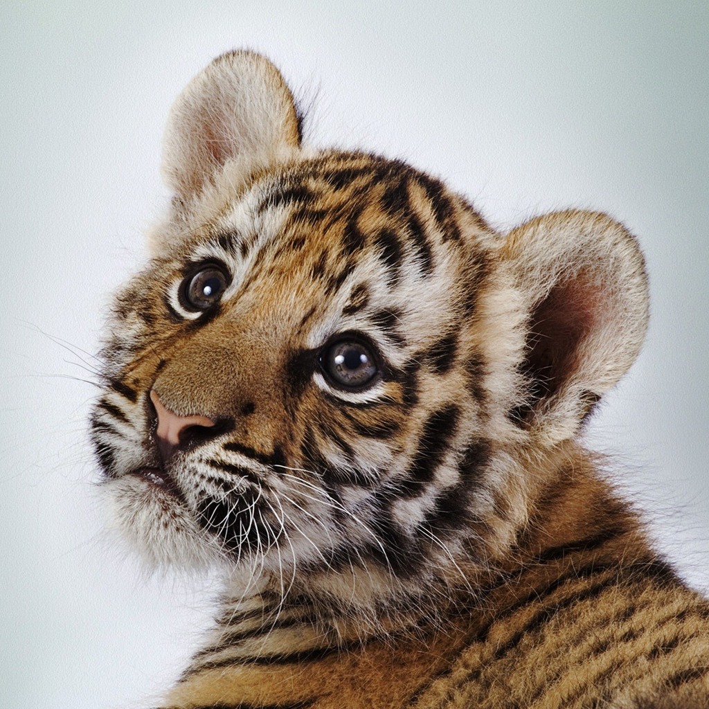 Baby Tigers Have Blue Eyes!