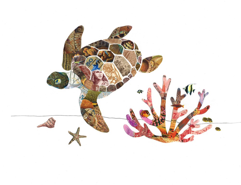baby turtle clipart 2024