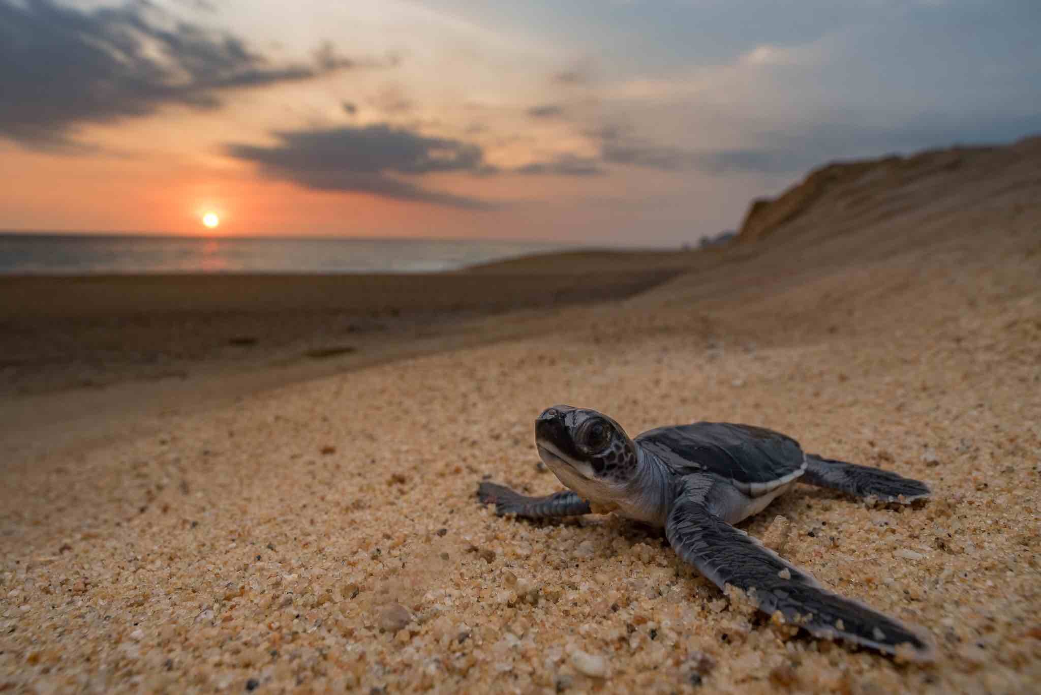 Baby Sea Turtles — SEE Turtles