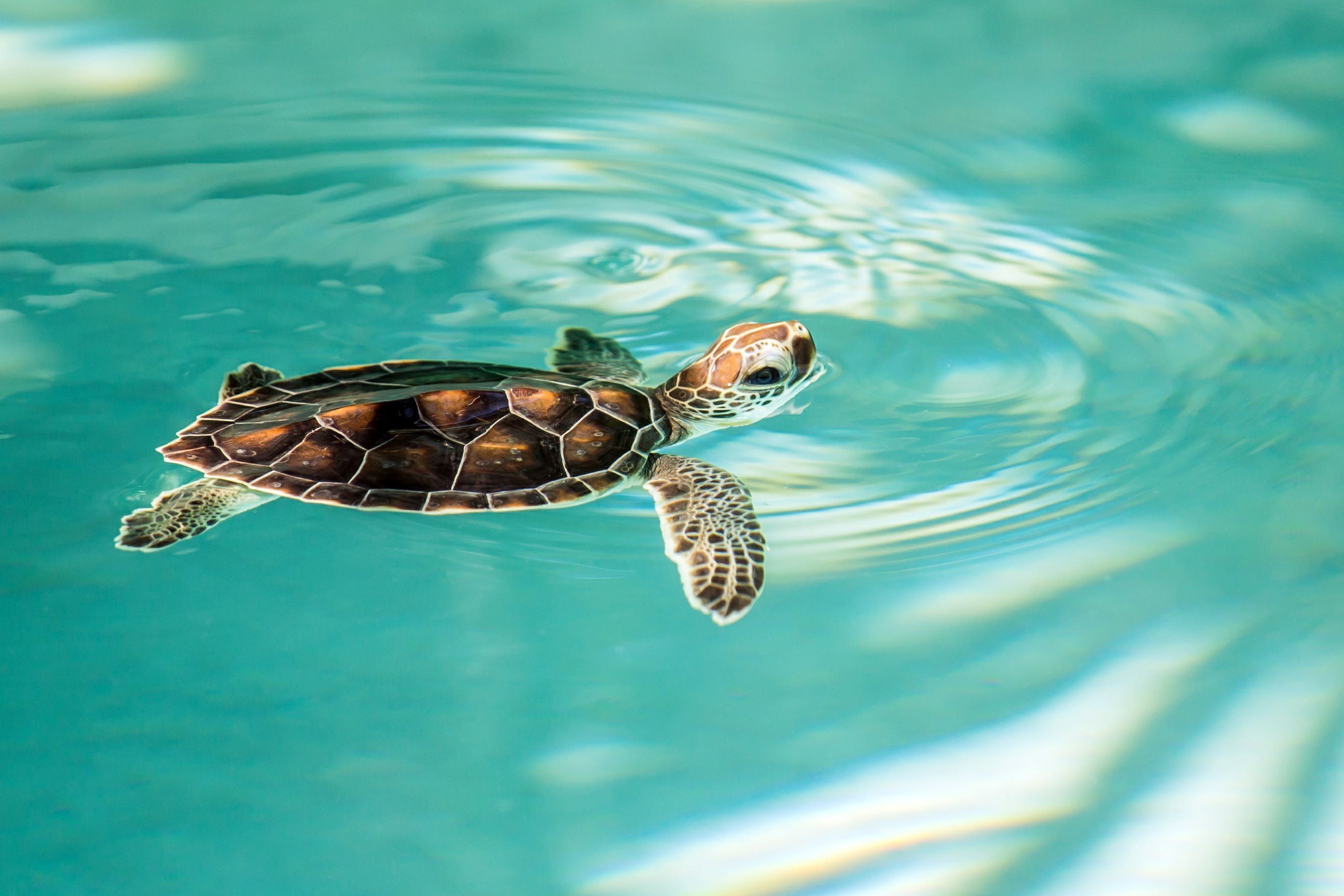 Bay Isle Home™ Picardy Cute Endangered Baby Turtle - Wrapped ...