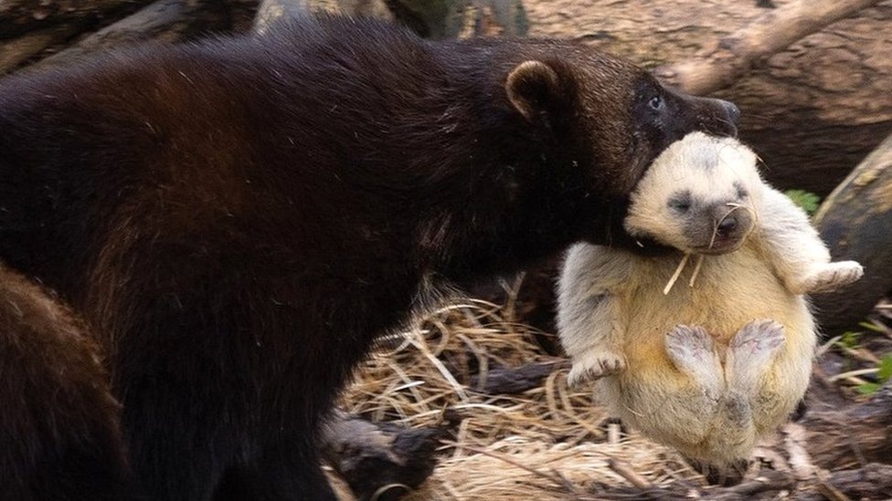 Wild Place in Bristol welcomes wolverine triplets