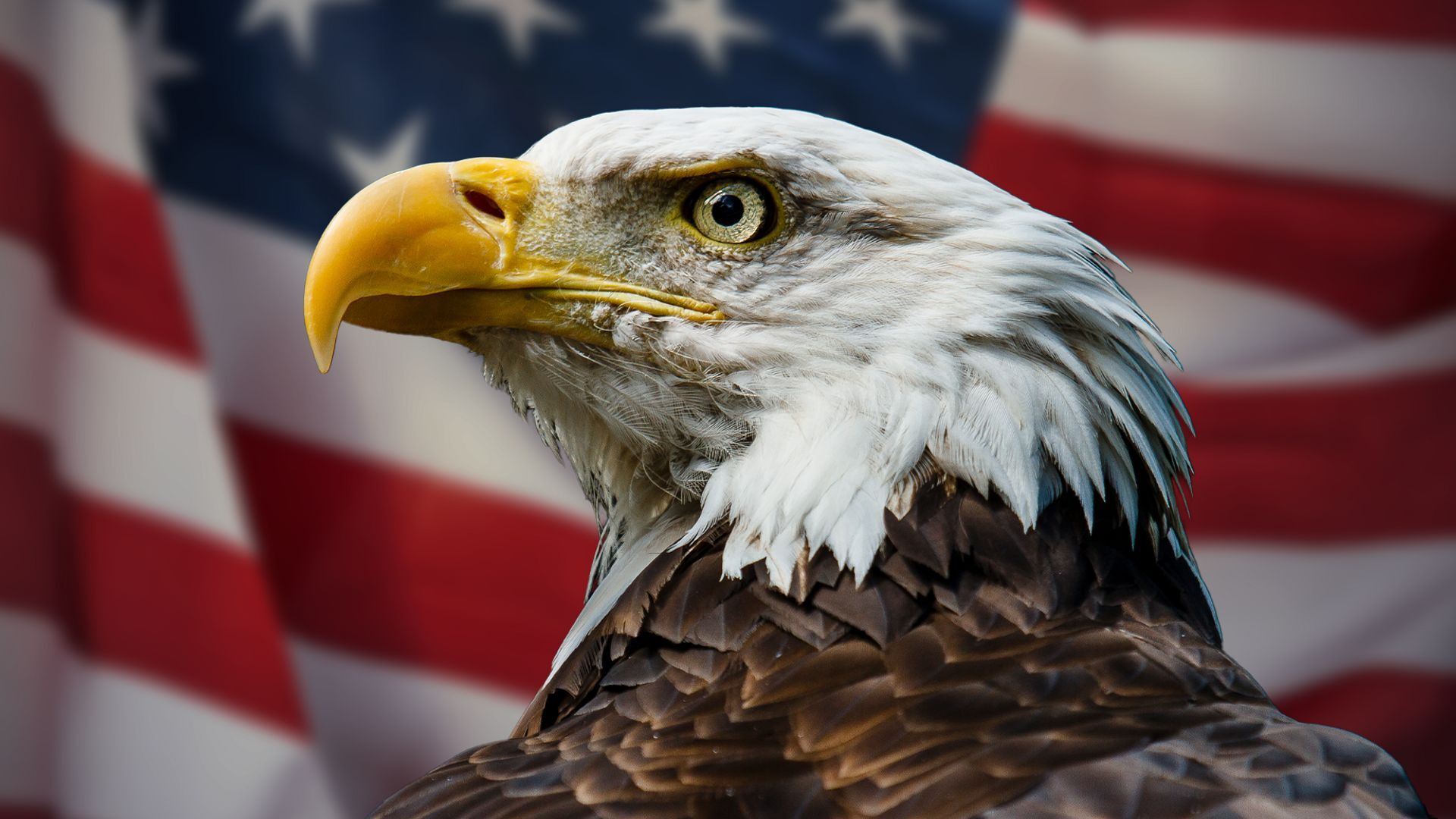 bald eagle