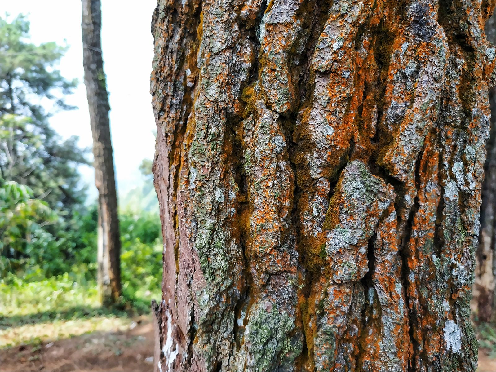 Tree - Bark, Structure, Protection | Britannica