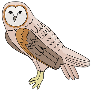 barn owl clipart