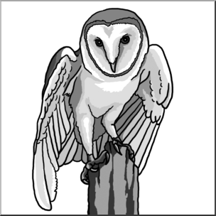 barn owl clipart