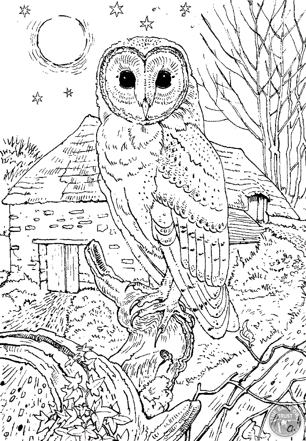 barn owl coloring pages
