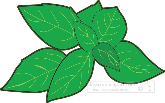 Vegetable Clipart-Basil Herb Clipart