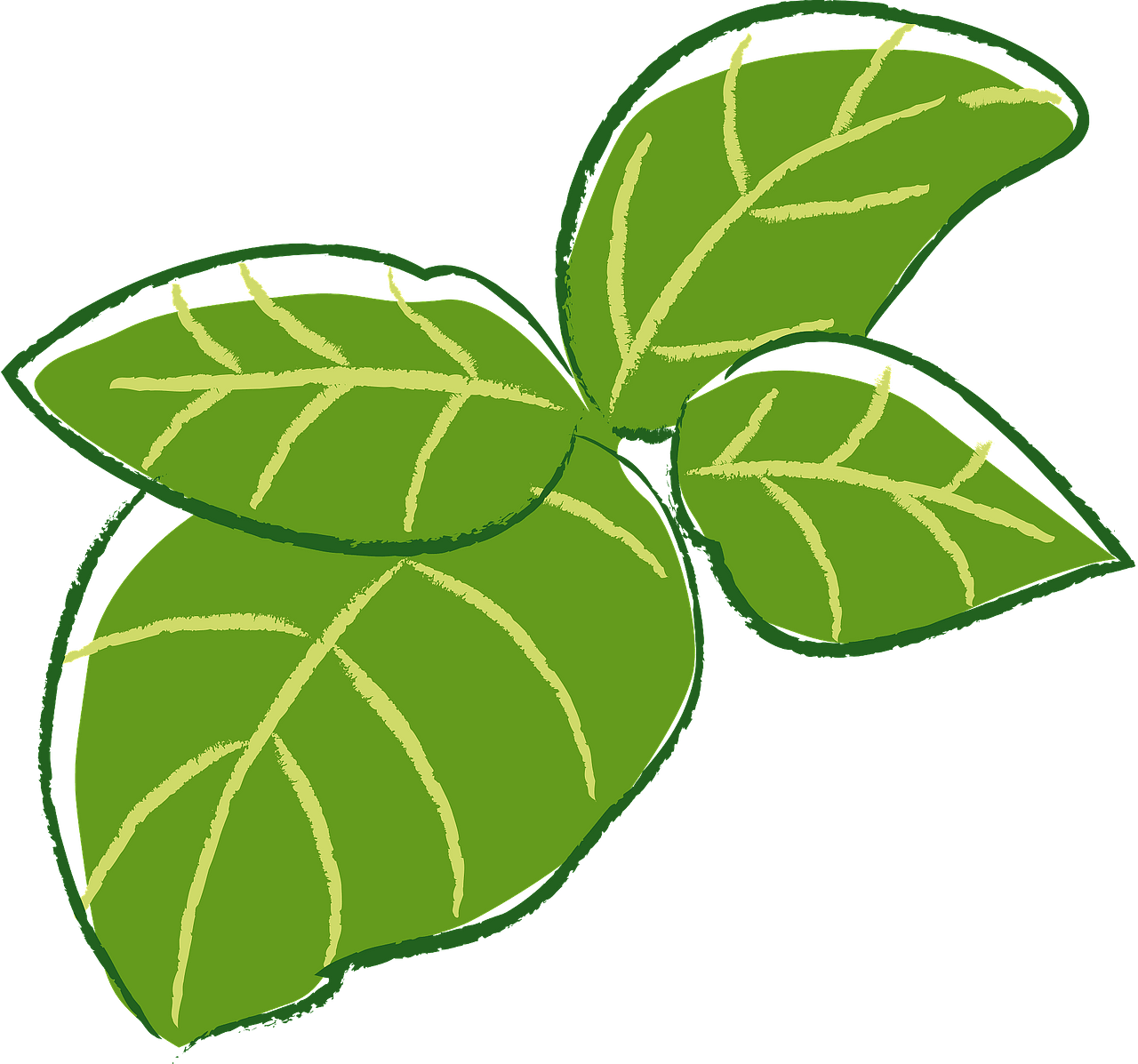 Basil herb leaves - Free vector clipart images on clipart library.com