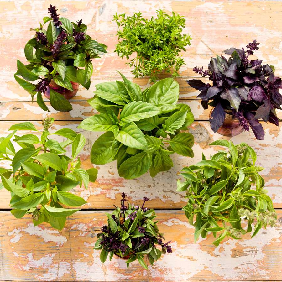 7 Bold Basils to Grow at Home