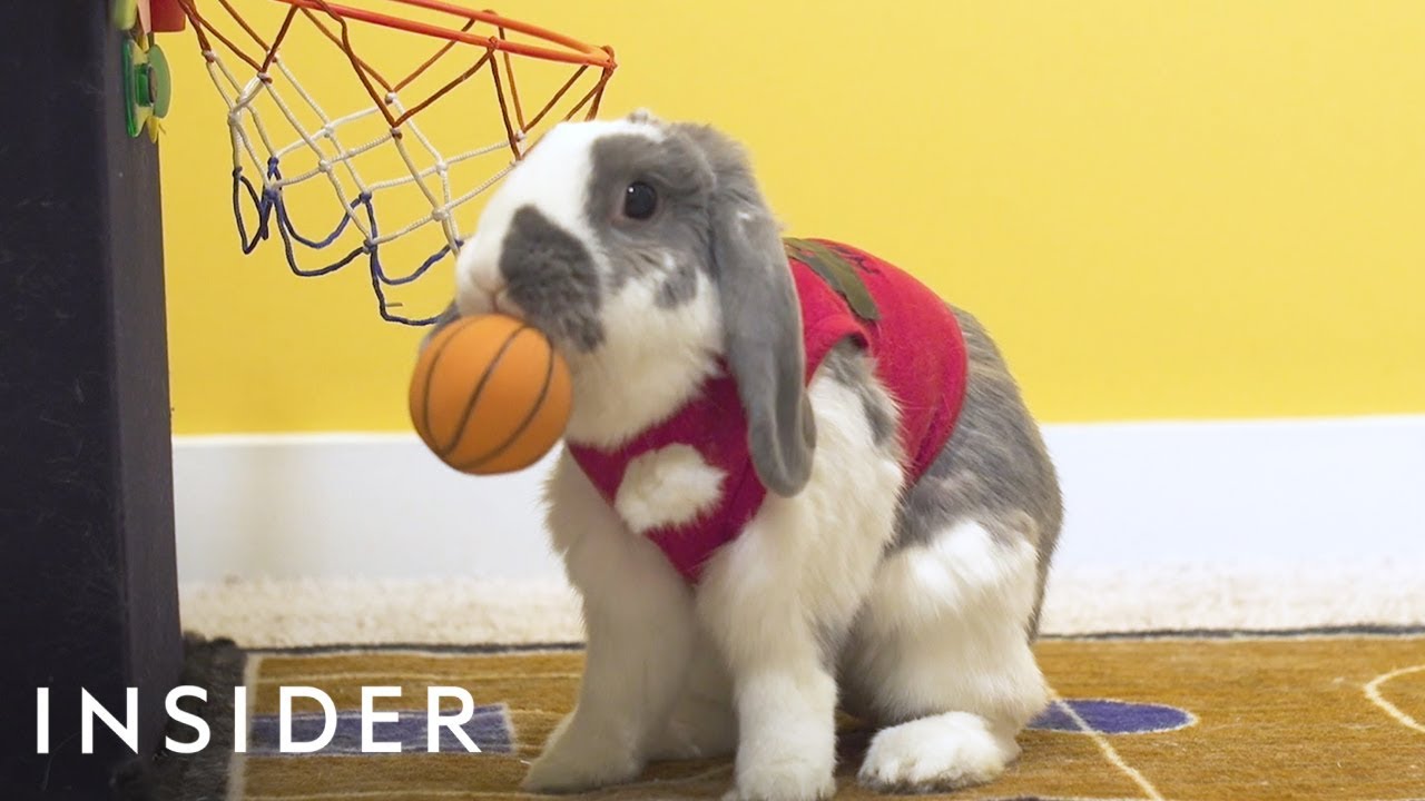 basketball bunnys
