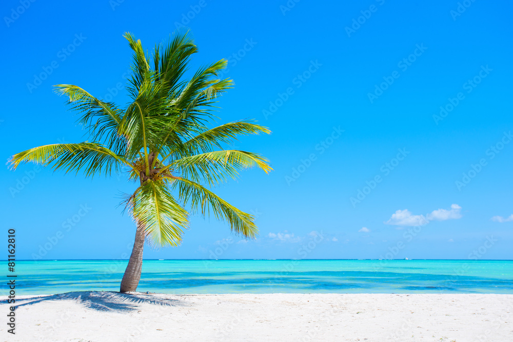 beach and palm tree pictures