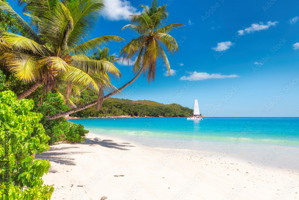 beach and palm tree pictures
