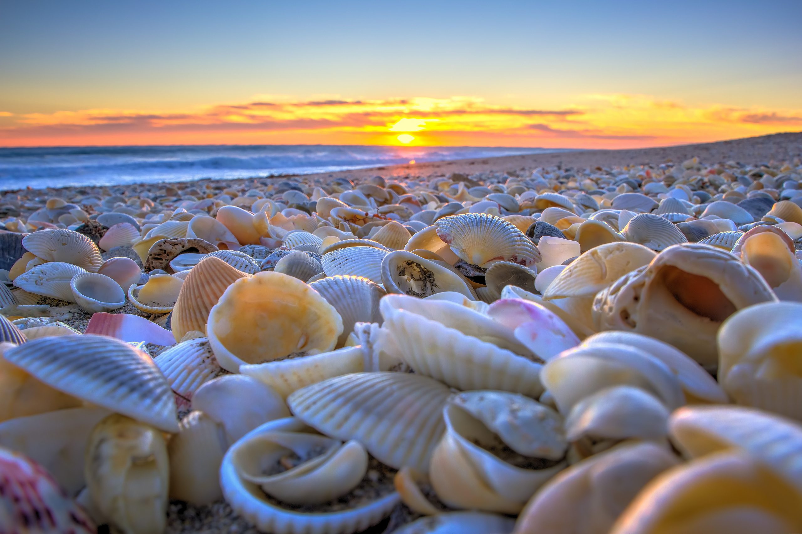 Martin Countys Best Beaches to Find Sea Shells | Martin County