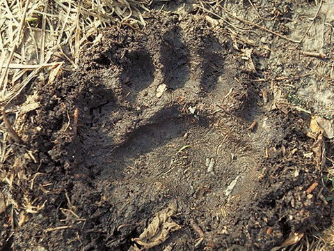 bear footprint