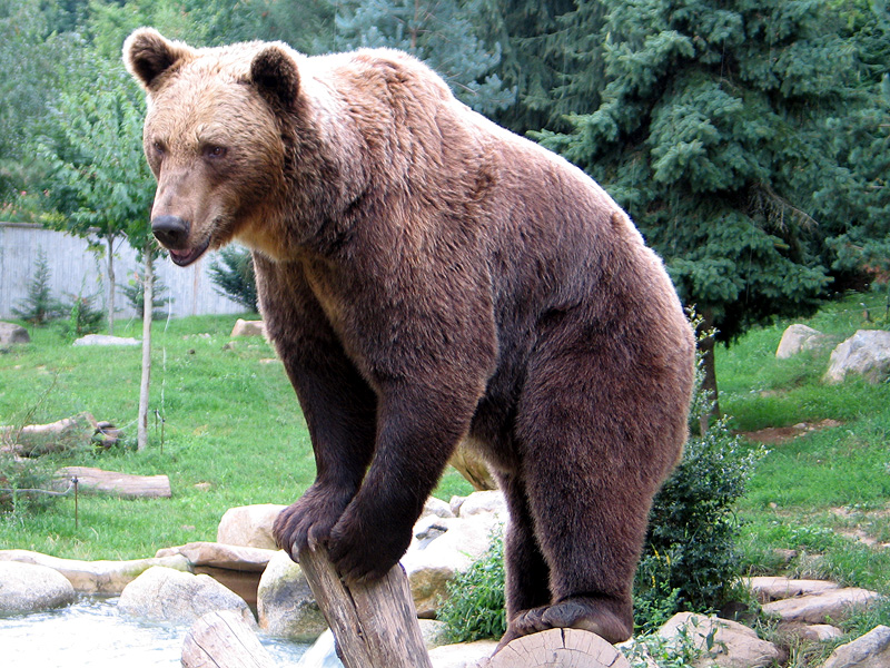bear