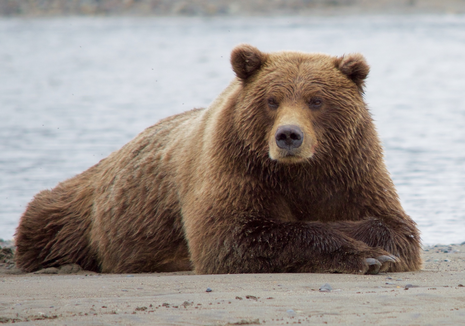 bear