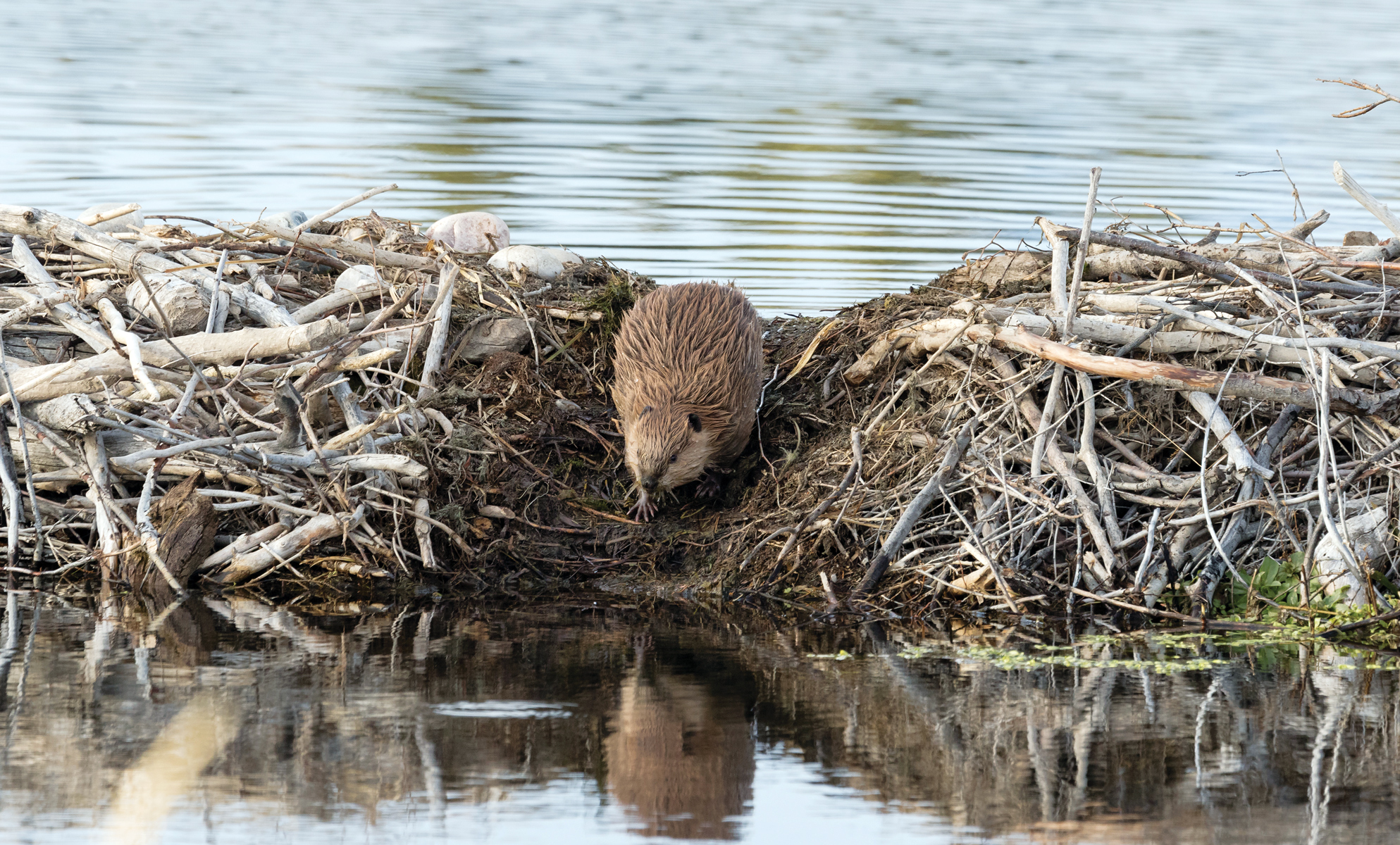 Beaver Control: Why Do Beavers Build Dams? – Mother Earth News