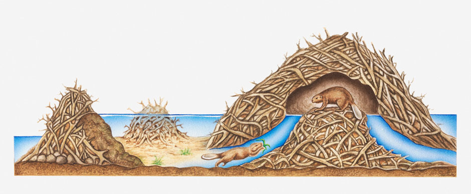 Why do beavers build dams? - BBC Science Focus Magazine