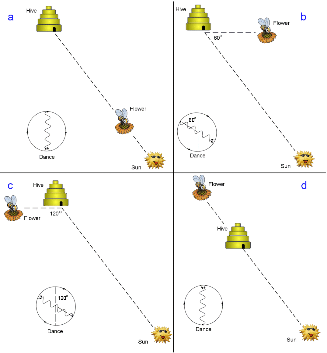 The Honeybee Waggle Dance – Is it a Language? | AnimalWise