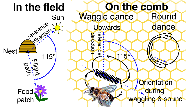 bee languages