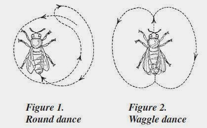 bee languages