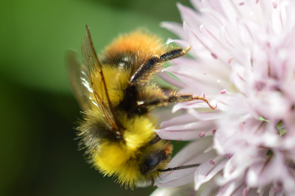 Bee on chive flower P3 | CCRI | Flickr