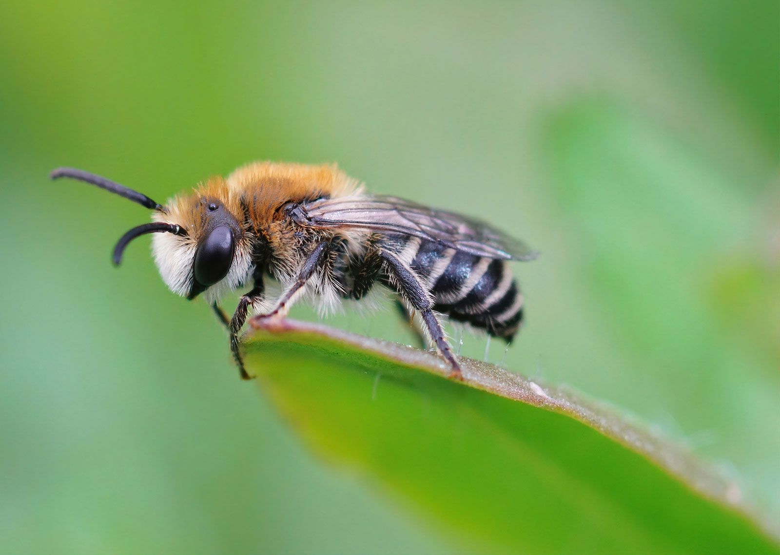 Bee | Definition, Description, Hymenoptera, Types, &amp; Facts ...
