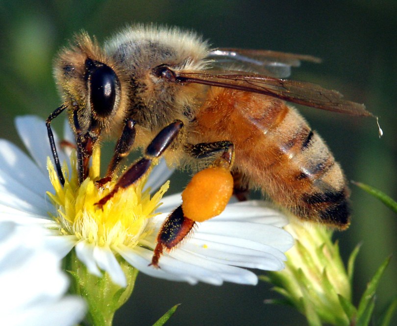 Are bees insects or animals or something else? - Honey Bee Suite