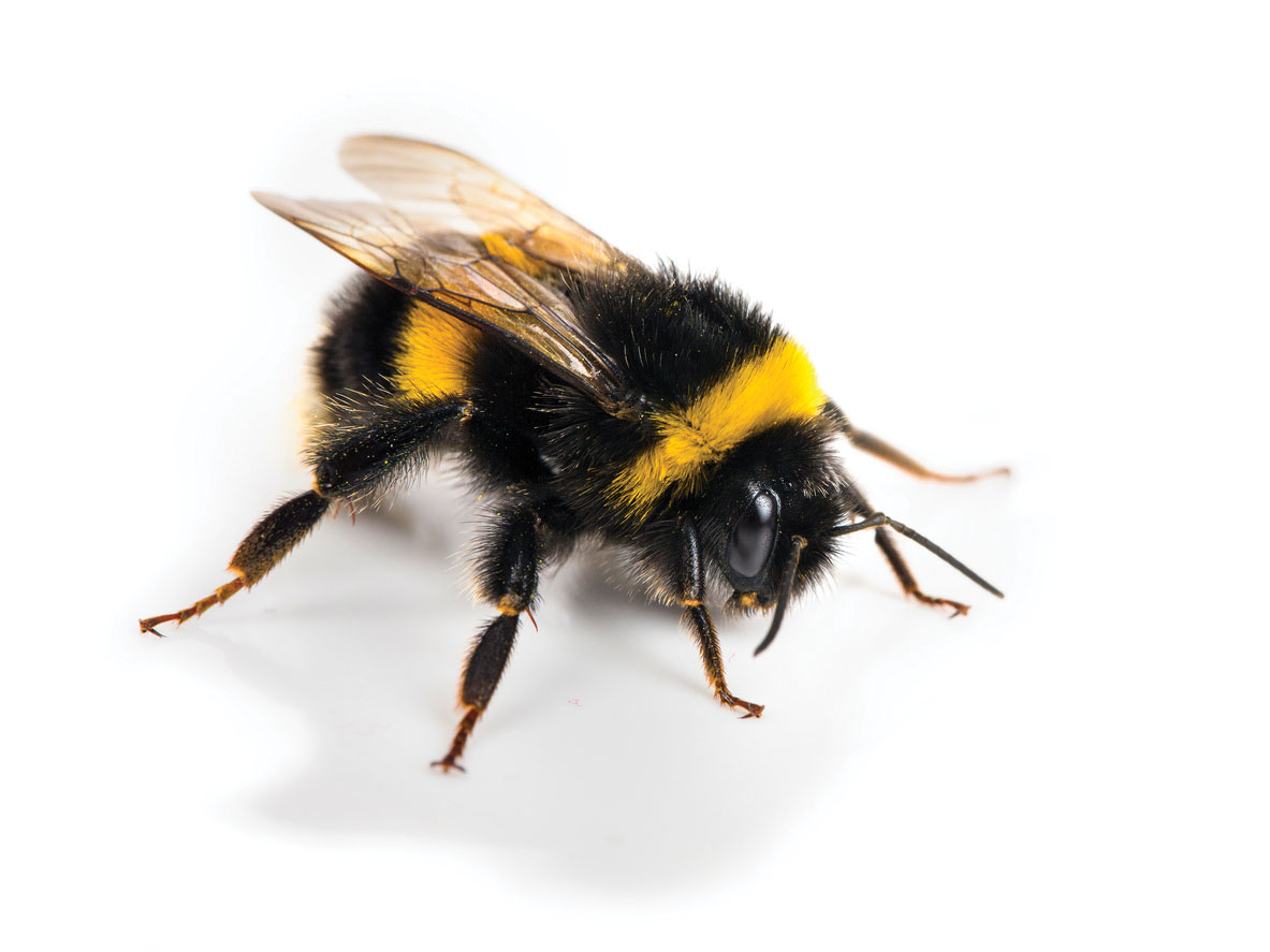 bee