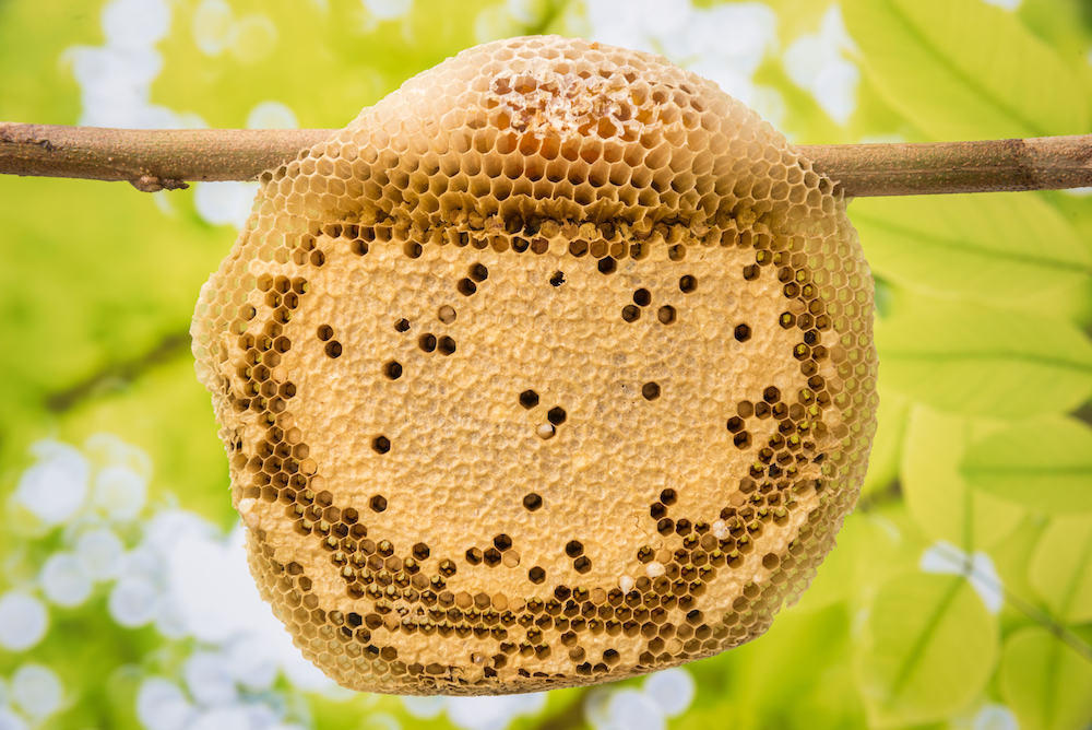 What Makes a Beehive? - Live Bee Removal