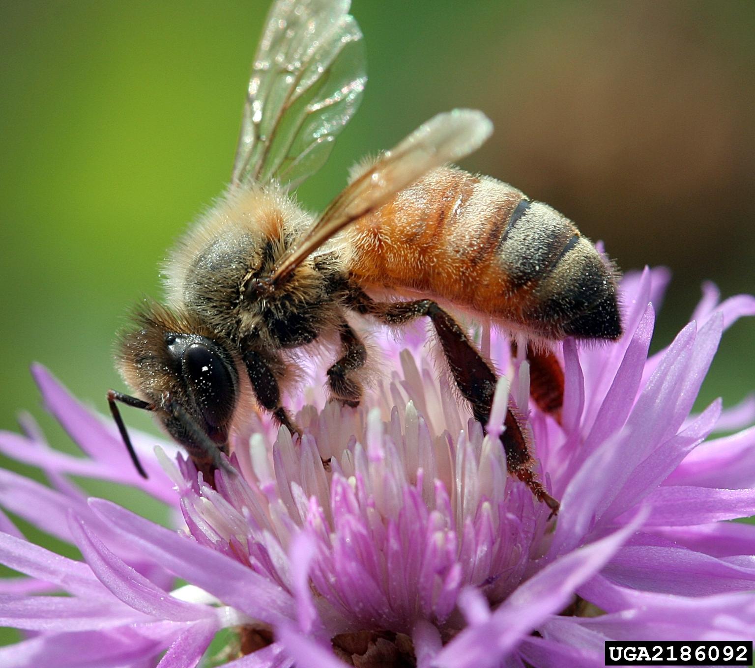 Honey Bees | University of Maryland Extension
