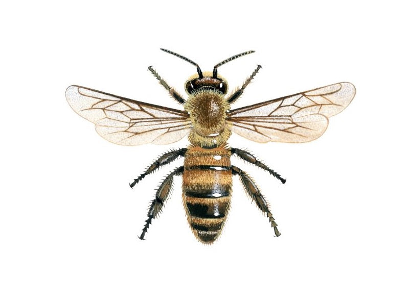 Types of Bees – Beevive