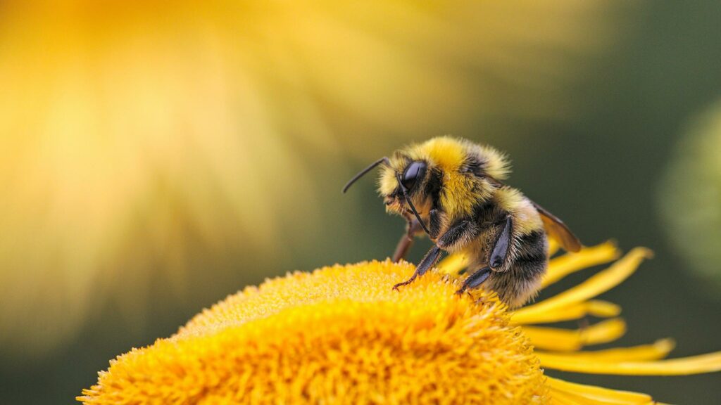 bees