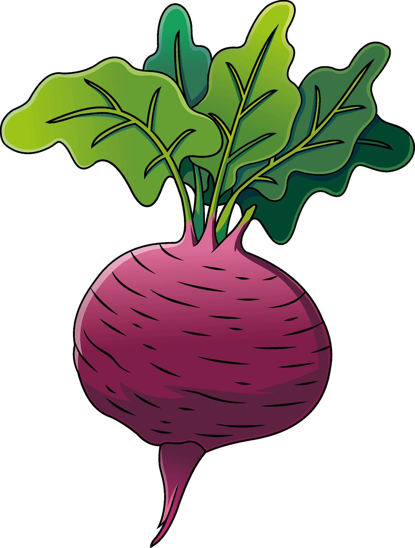 Beetroot - Free vector clipart images on clipart library.com