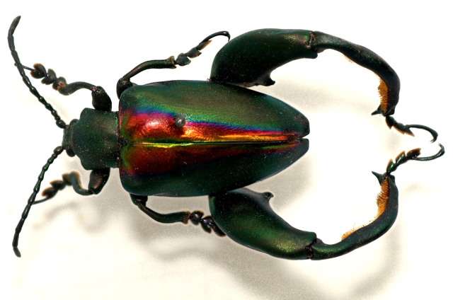 About Frog Beetles | i love flower beetless blog