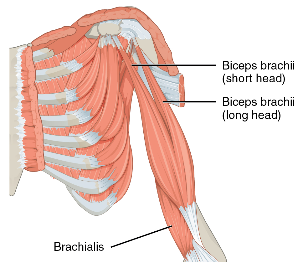 Biceps - Wikipedia