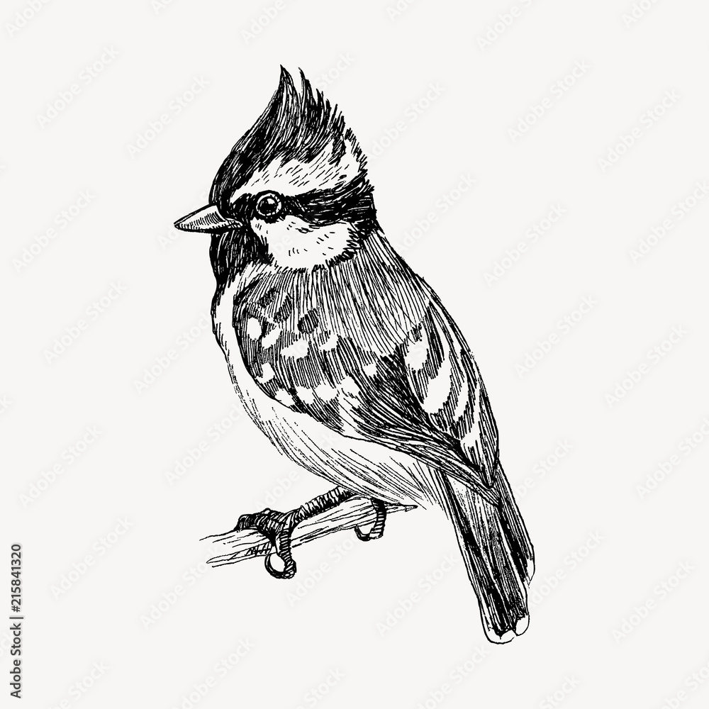 bird graphic