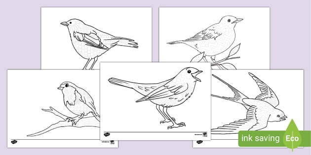Spring Birds Pattern Tracing Activity (teacher made)