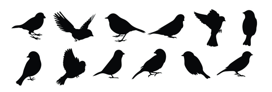 Bird Silhouette-Bilder: Stock-Fotos &amp; -Videos. | Adobe Stock