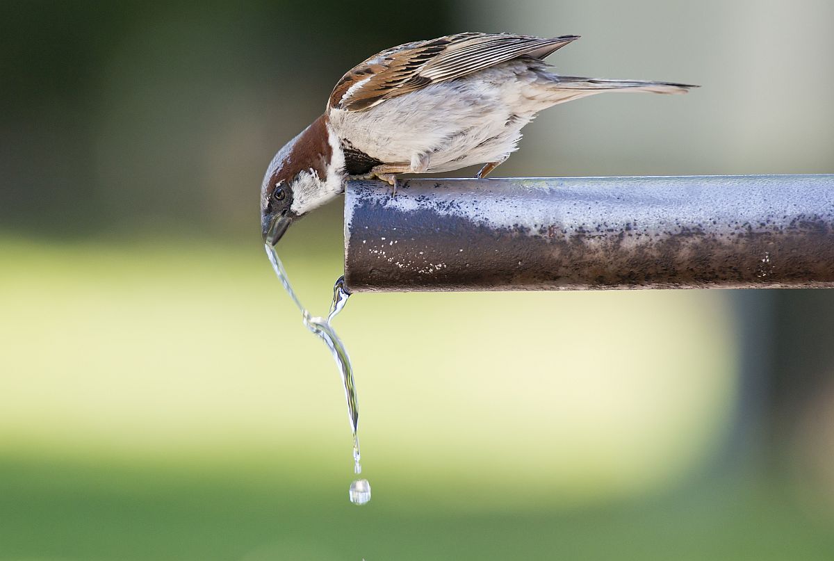Water for songbirds - how &amp; when to provide water for birds