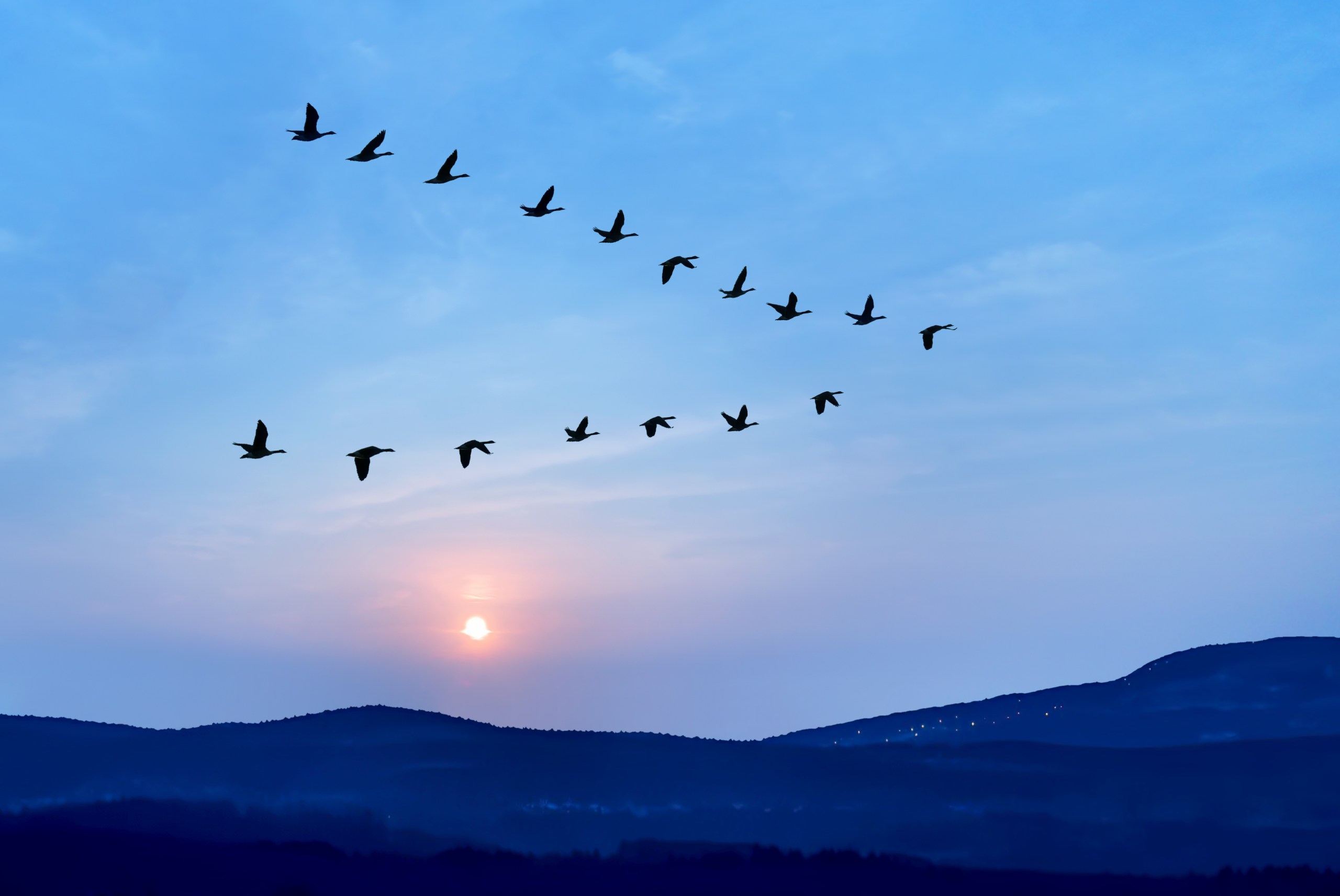 birds flying