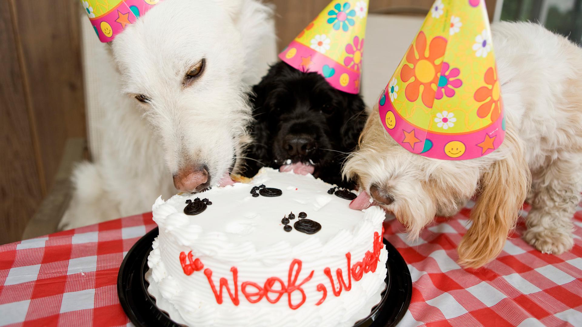 birthday animalss