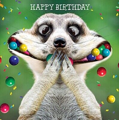 birthday animalss