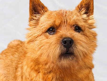 Choosing a Brood Bitch: A Bit of a Gamble – American Kennel Club