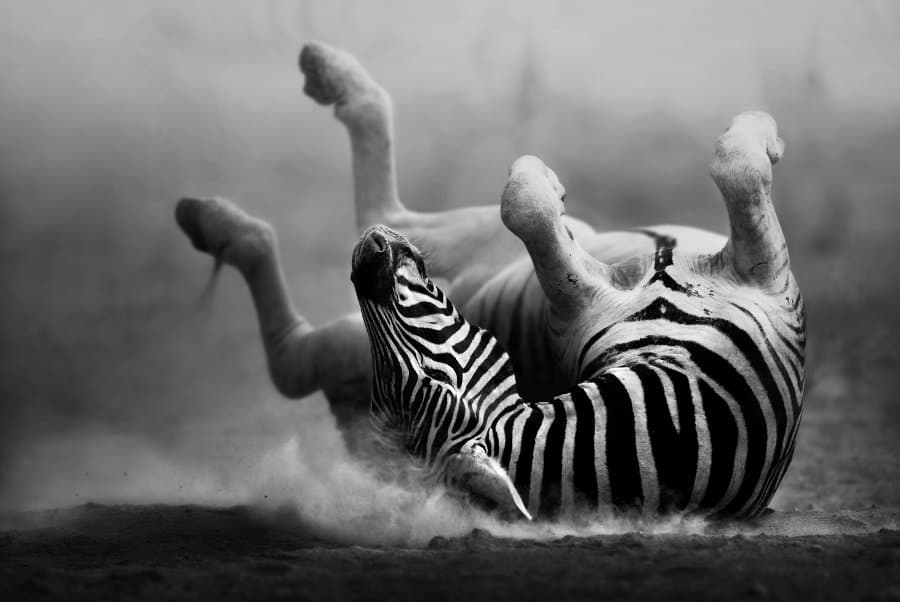 black and white animal photos