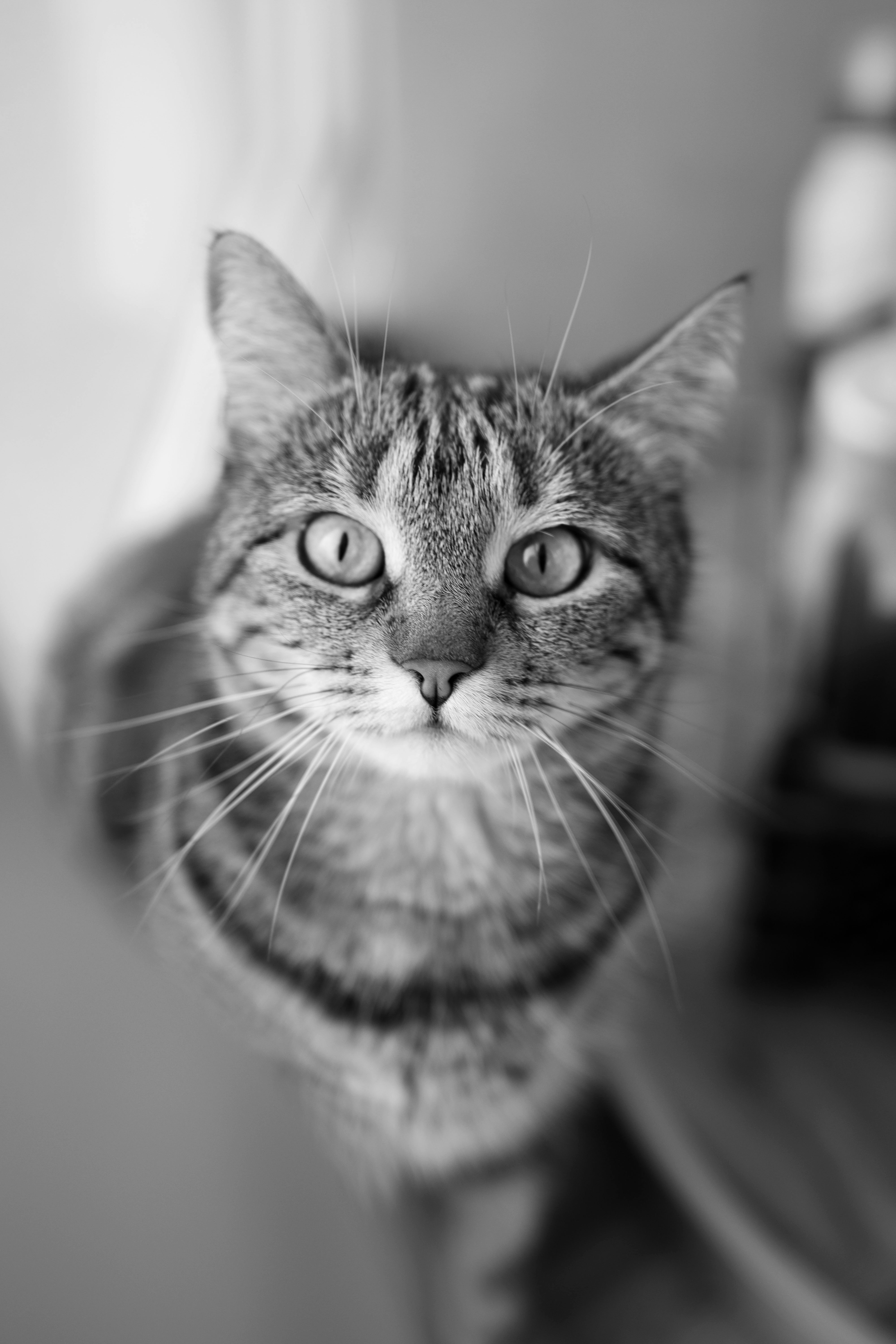 black and white animal photos